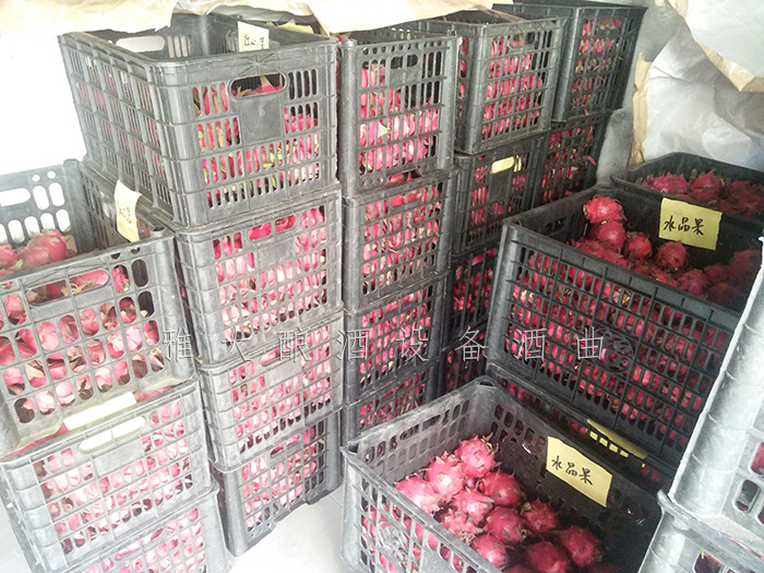體驗1000斤紅心火龍果釀酒實操全過程  體驗1000斤紅心火龍果釀酒實操全過程
