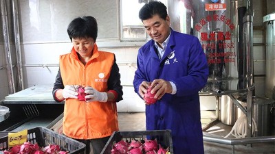雅大1000斤火龍果酒發(fā)酵中，特邀您體驗后期果酒壓榨、滅菌全過程！