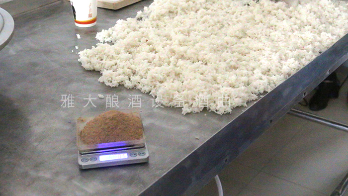 大米飯攤晾 大米飯攤晾