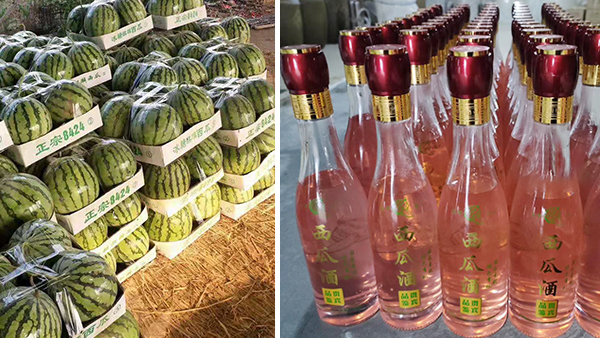 常大哥用不銹鋼釀酒設(shè)備做西瓜酒，“花樣”賺錢