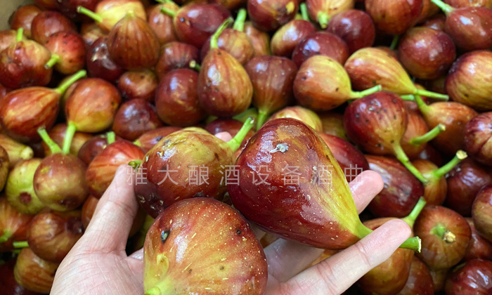 9.16挑選出來的長相難看的無花果、小果