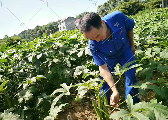 7.23黃秋葵釀酒技術(shù)—采摘 7.23黃秋葵釀酒技術(shù)—采摘