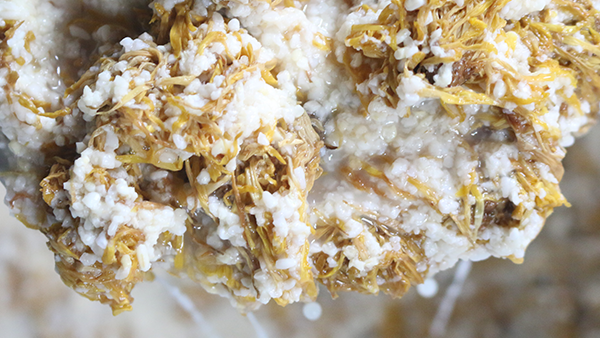 重陽節(jié)養(yǎng)生佳釀，菊花糯米酒的釀酒技藝