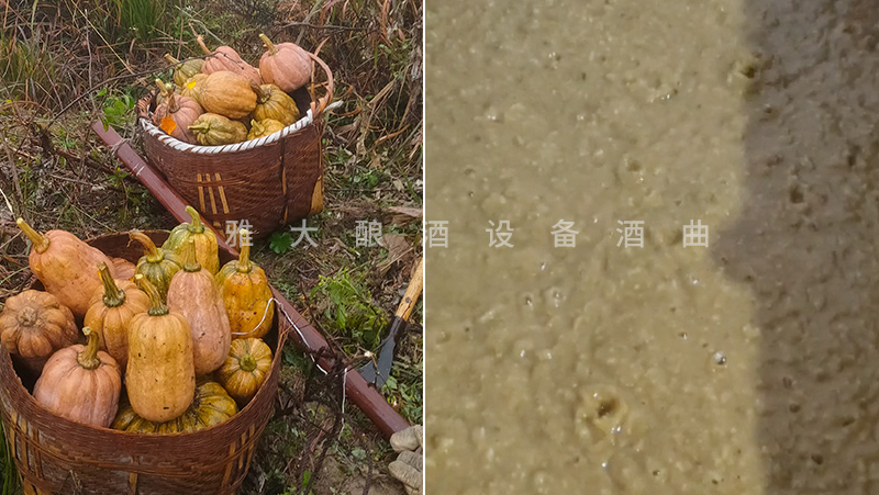 3-30南瓜釀酒發(fā)酵中 3-30南瓜釀酒發(fā)酵中