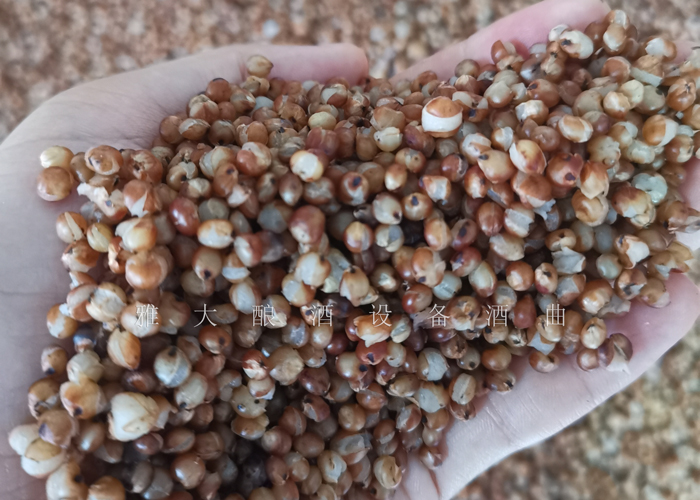2.2將高粱蒸至95%以上的開花 2.2將高粱蒸至95%以上的開花