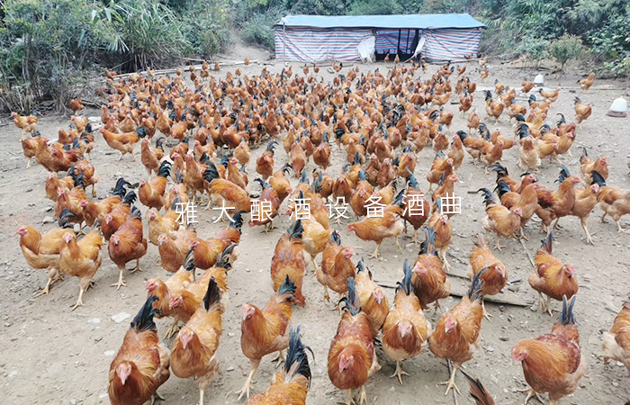 梁總自養(yǎng)的雞 梁總自養(yǎng)的雞
