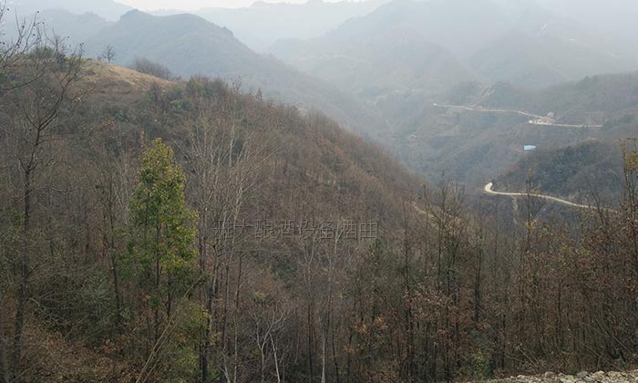 10.11大山里長(zhǎng)滿了拐棗樹 10.11大山里長(zhǎng)滿了拐棗樹