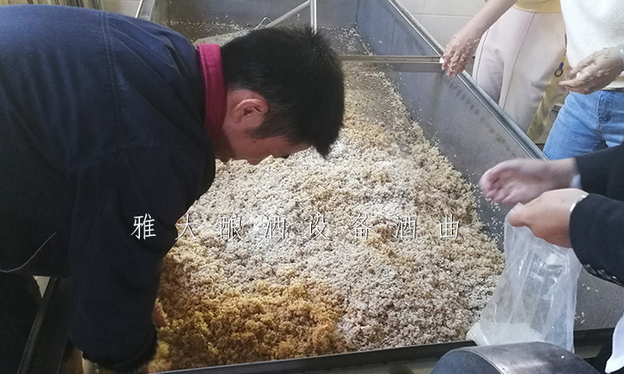 11.5雅大桂花糯米酒釀酒實操 11.5雅大桂花糯米酒釀酒實操