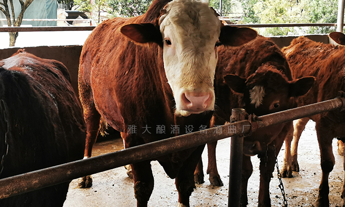 用雅大小型酒廠釀酒設(shè)備做酒，酒糟養(yǎng)牛